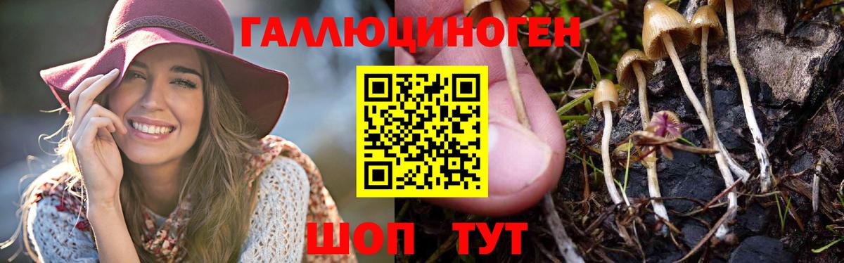 Галлюциногенные грибы Psilocybe Ростов-на-Дону
